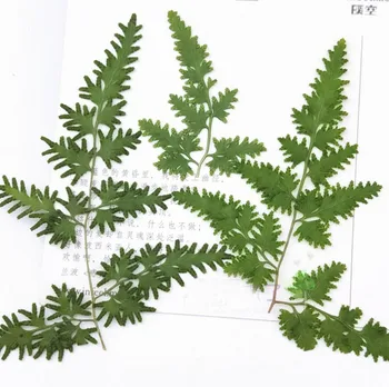 100buc 4-7cm Presate Uscat Lygodium Japonicum Frunze de Frunze de Plante Ierbar Pentru Bijuterii semn de carte Poștală a Face Accesorii