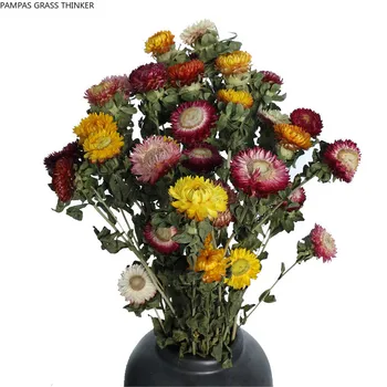 10buc Amestecat olor Flori Uscate Litigiu Nutral Strawflower Grămadă Pentru Decor Acasă