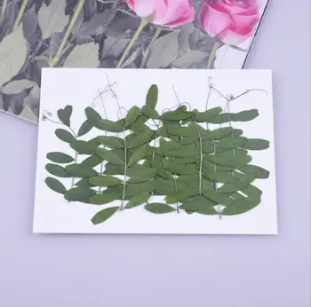 120pcs Presat de Fasole Uscate Frunze de Flori Ierbar Pentru Rășină Epoxidică de Luare de Bijuterii Marcaj Caz de Telefon Machiaj Fata Nail Art Craft