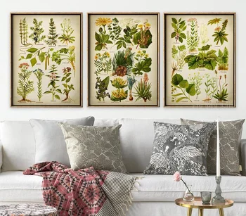 Plante Medicinale Placa 3 Seturi De Pictura In Ulei Pe Panza Gravura Interior Design De Artă De Perete